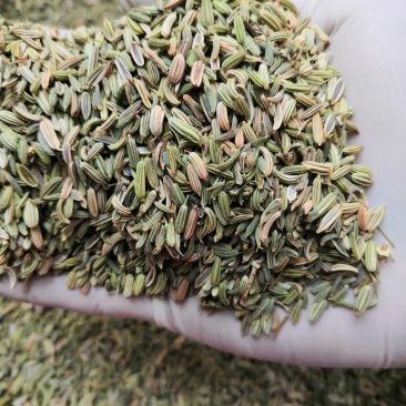 小茴香大货批发一手货源价格优！量大包邮。