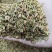 小茴香大货批发一手货源价格优！量大包邮。