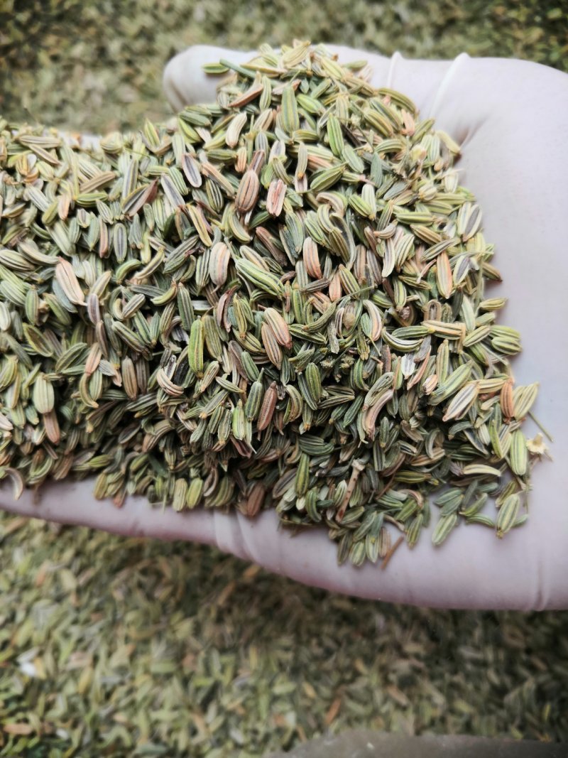 小茴香大货批发一手货源价格优！量大包邮。