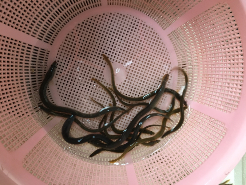 优选鳗鱼苗白鳝苗花鳗白鳗苗量大从优技术指导全国配送