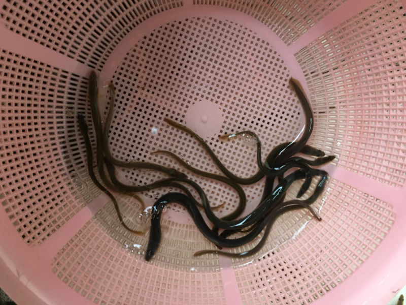 优选鳗鱼苗白鳝苗花鳗白鳗苗量大从优技术指导全国配送