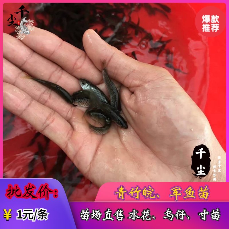 军鱼鱼苗黄娟鱼苗倒刺鲃鱼苗青竹皖鱼苗