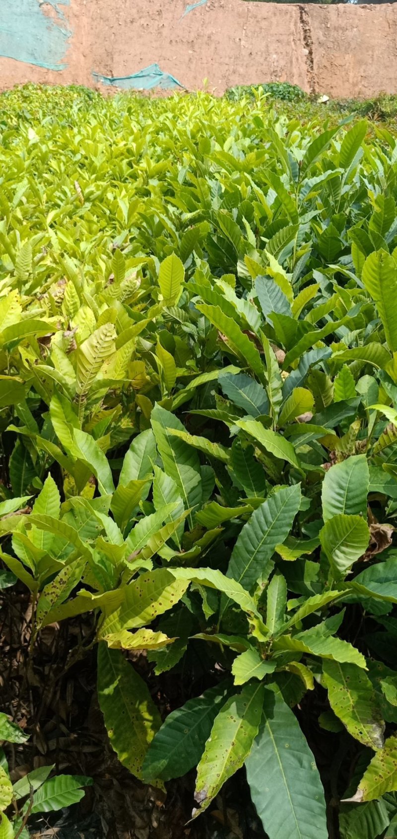 黎蒴杯苗造林苗黎蒴苗（大叶乐）大量供应价格实惠