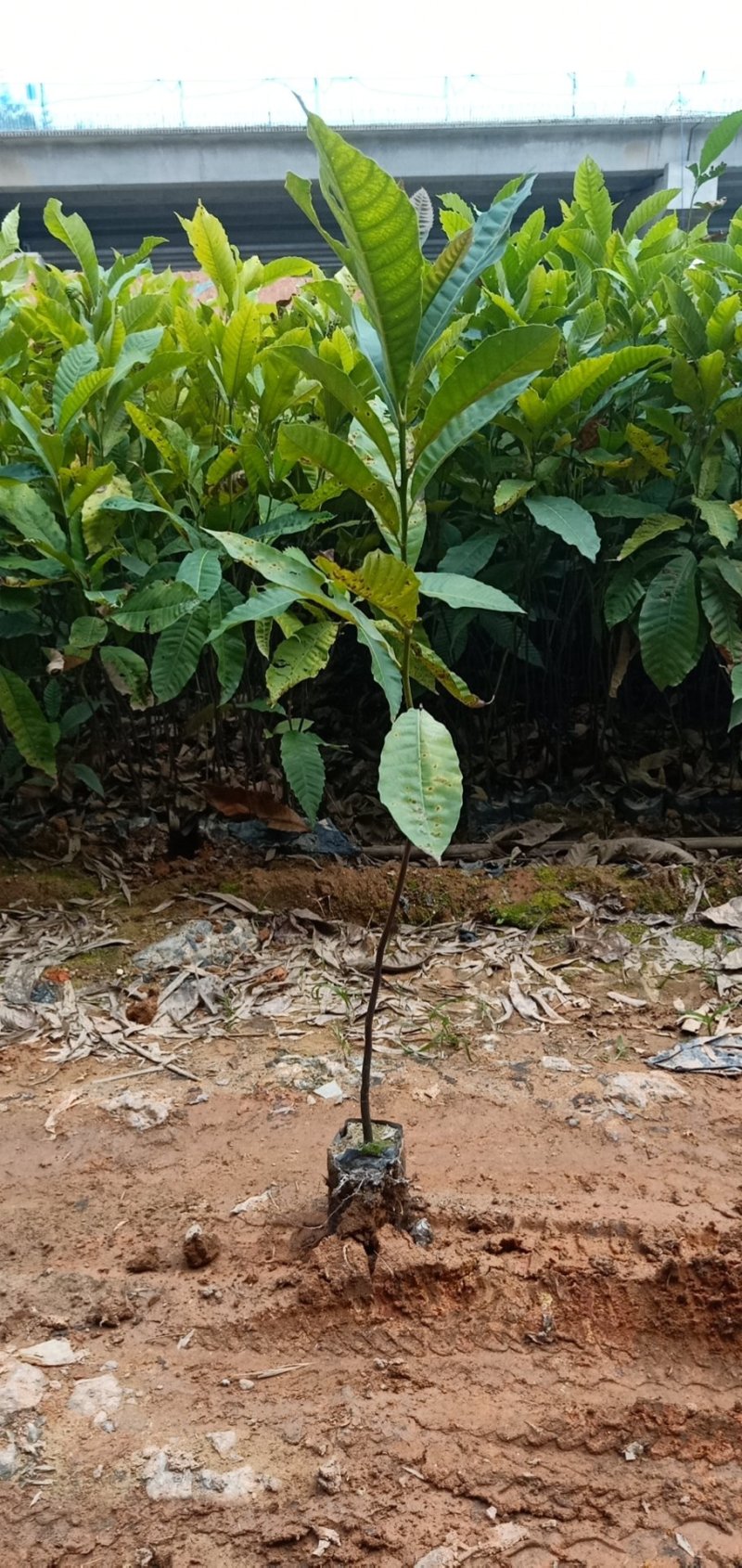 黎蒴杯苗造林苗黎蒴苗（大叶乐）大量供应价格实惠