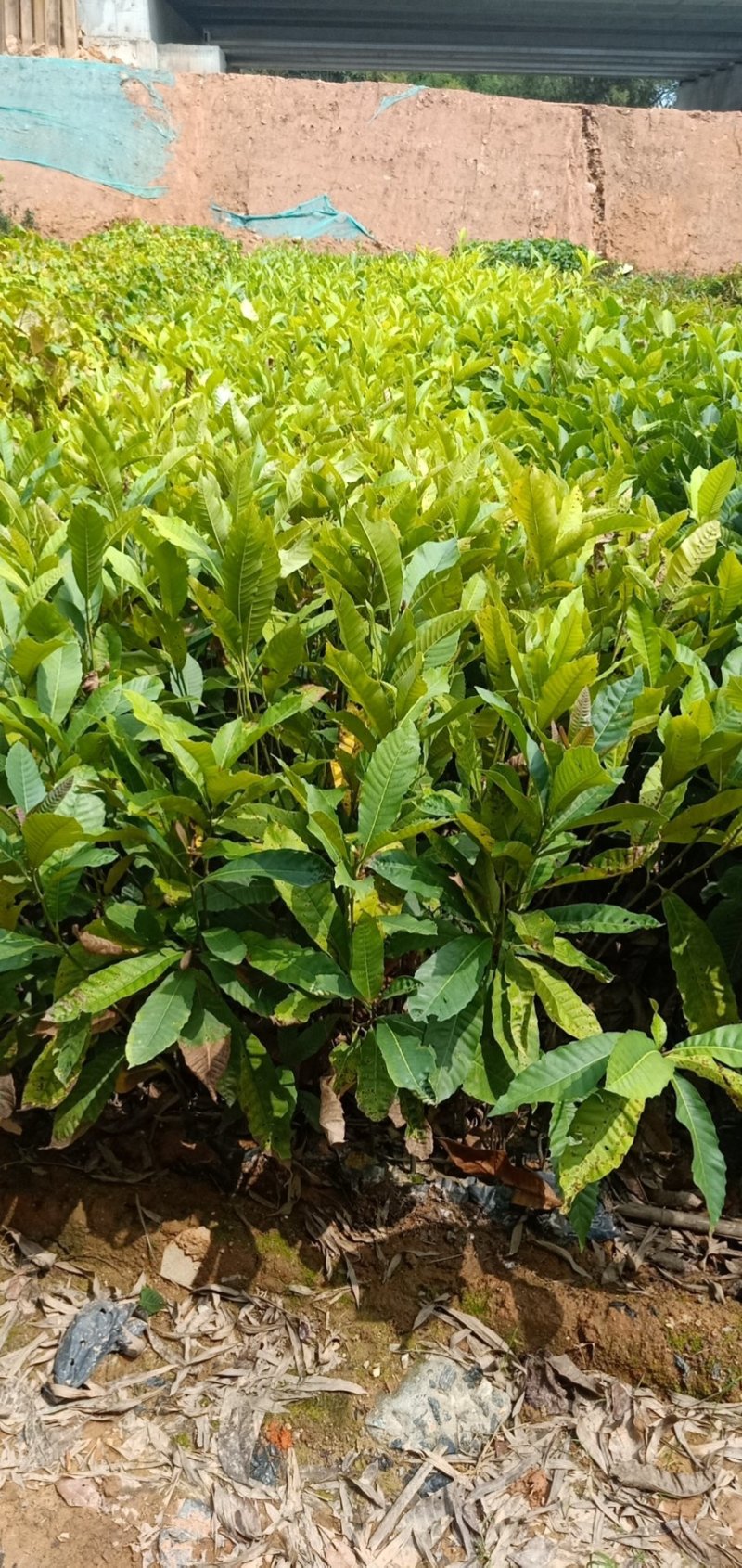 黎蒴杯苗造林苗黎蒴苗（大叶乐）大量供应价格实惠