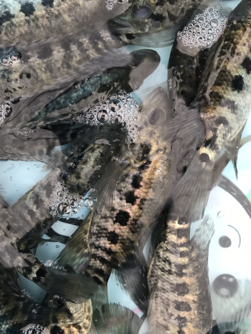 牛商推荐水产种苗石斑鱼苗淡水石斑鱼苗种苗