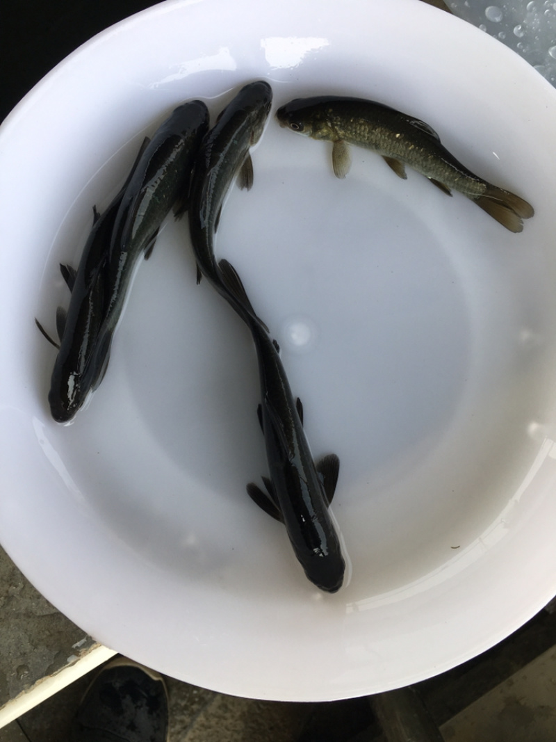 优选黑鲩鱼苗青鱼苗螺丝青鱼苗好养快大全国配送