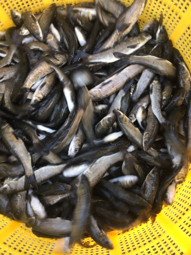 优选黑鲩鱼苗青鱼苗螺丝青鱼苗好养快大全国配送
