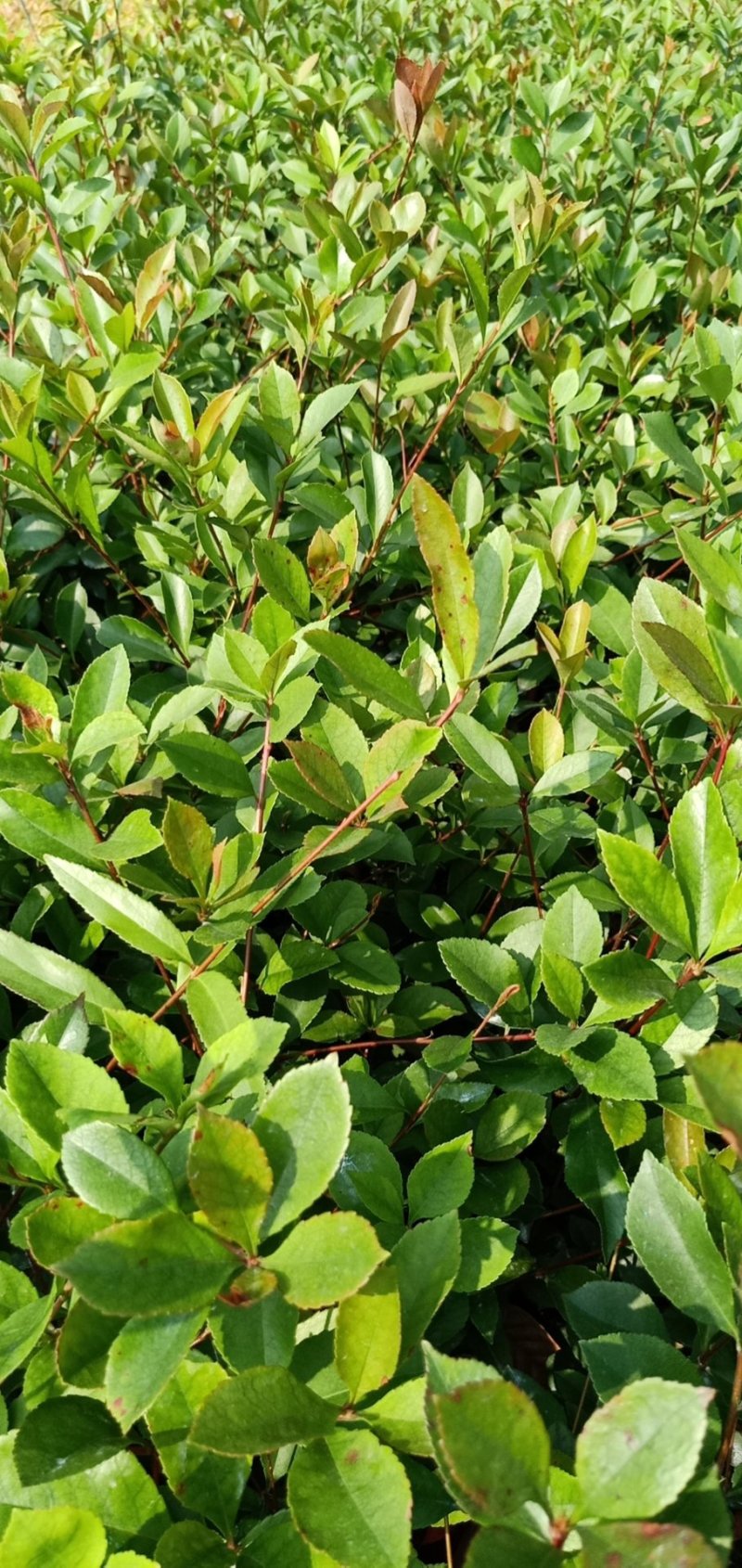 春花（车轮梅苗），桃金娘苗，大量供应