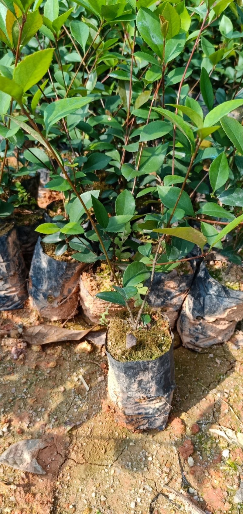 春花（车轮梅苗），桃金娘苗，大量供应