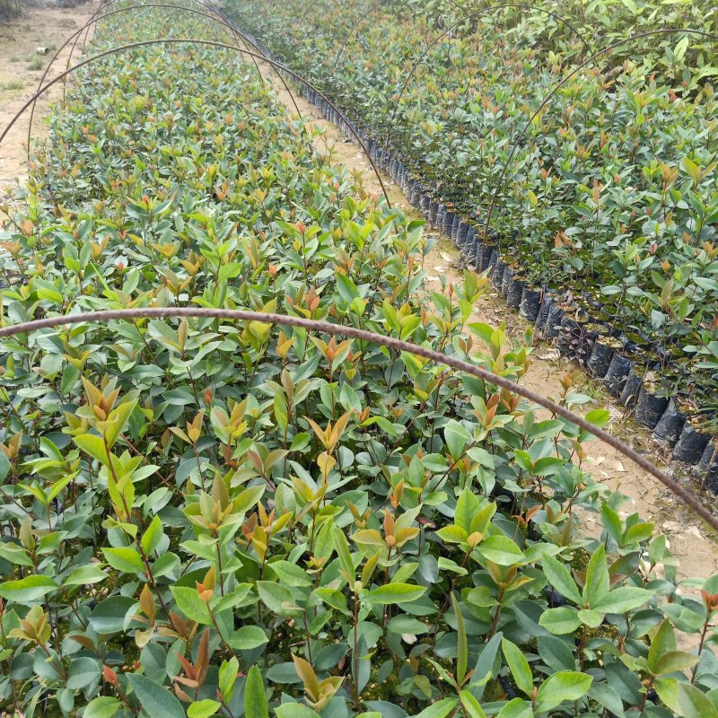 春花（车轮梅苗），桃金娘苗，大量供应