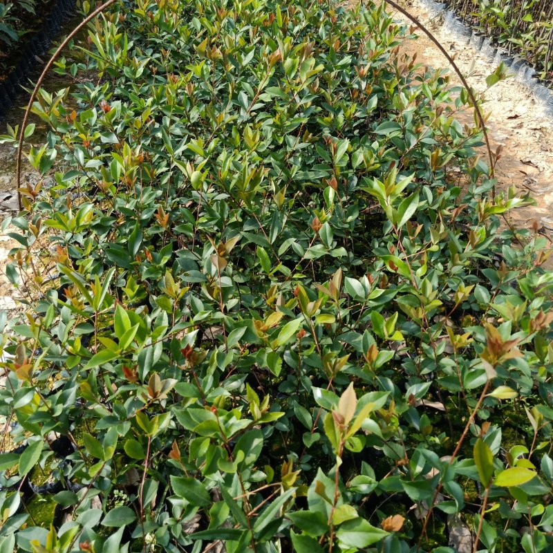 春花（车轮梅苗），桃金娘苗，大量供应