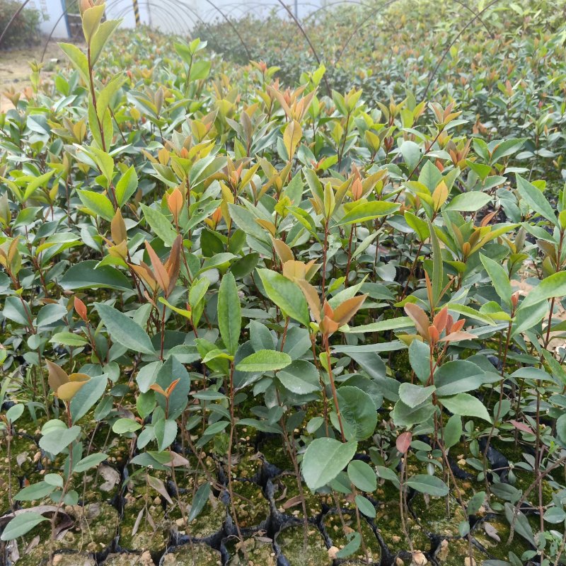 春花（车轮梅苗），桃金娘苗，大量供应