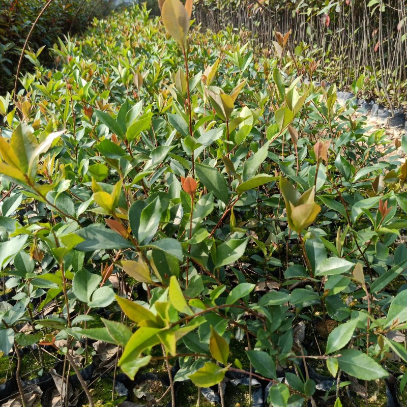 春花（车轮梅苗），桃金娘苗，大量供应
