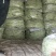 白不老20cm以上，九粒白主产区，收费透明可视频看货