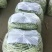 白不老20cm以上，九粒白主产区，收费透明可视频看货