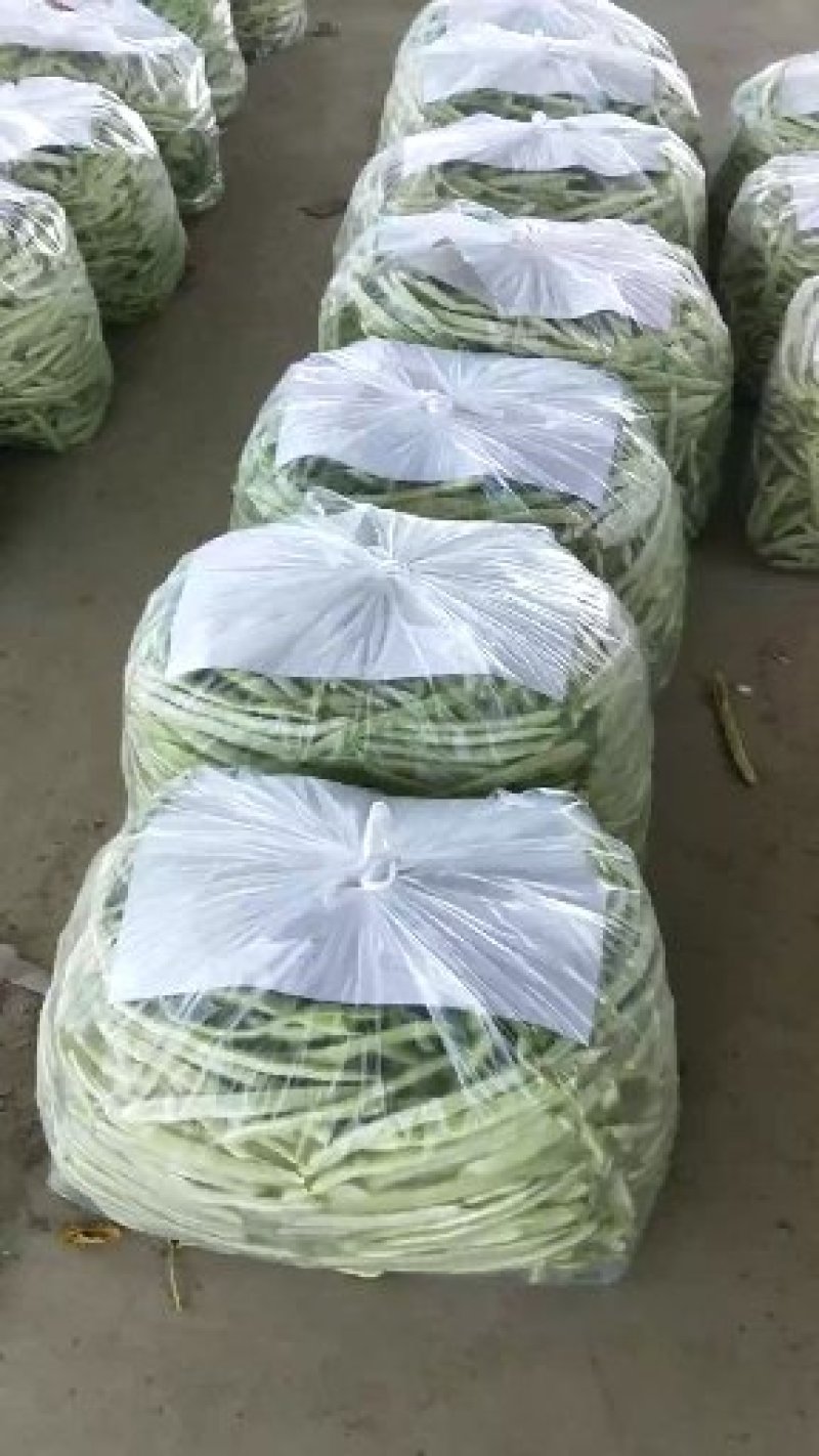 白不老20cm以上，九粒白主产区，收费透明可视频看货