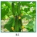 灰拳40%嘧霉胺杀菌剂黄瓜番茄灰霉病叶霉病菌核病早疫病等