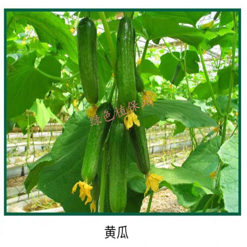 灰拳40%嘧霉胺杀菌剂黄瓜番茄灰霉病叶霉病菌核病早疫病等