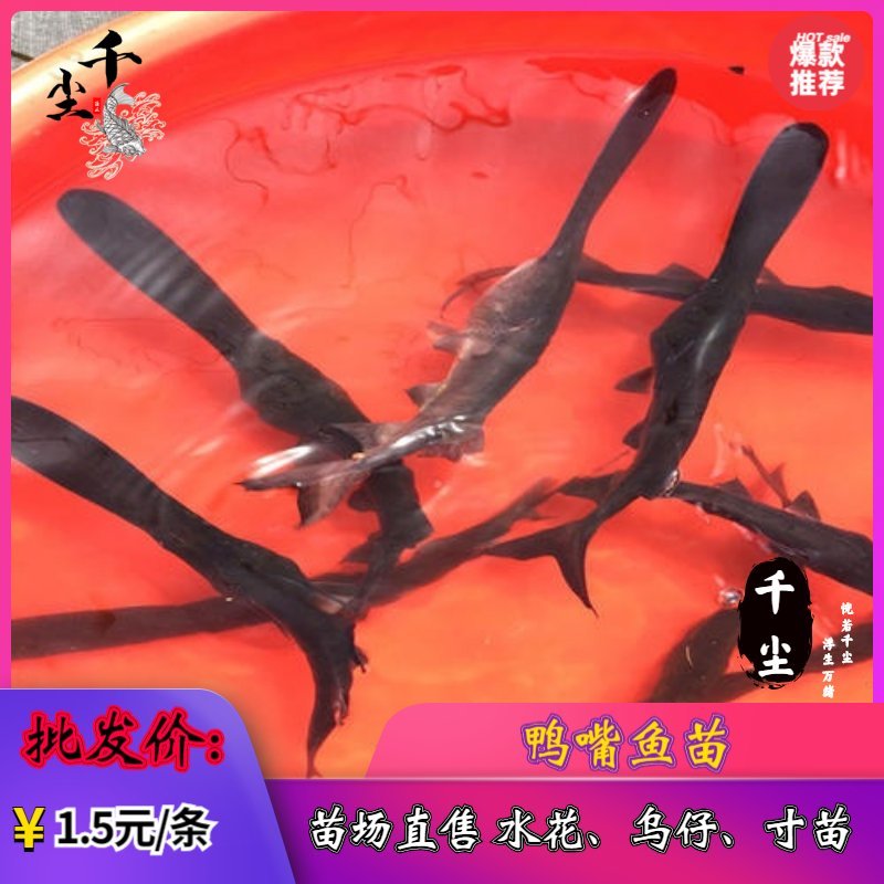 鸭嘴鱼鸭嘴鱼苗鸭嘴鱼苗场直供商品鸭嘴鱼