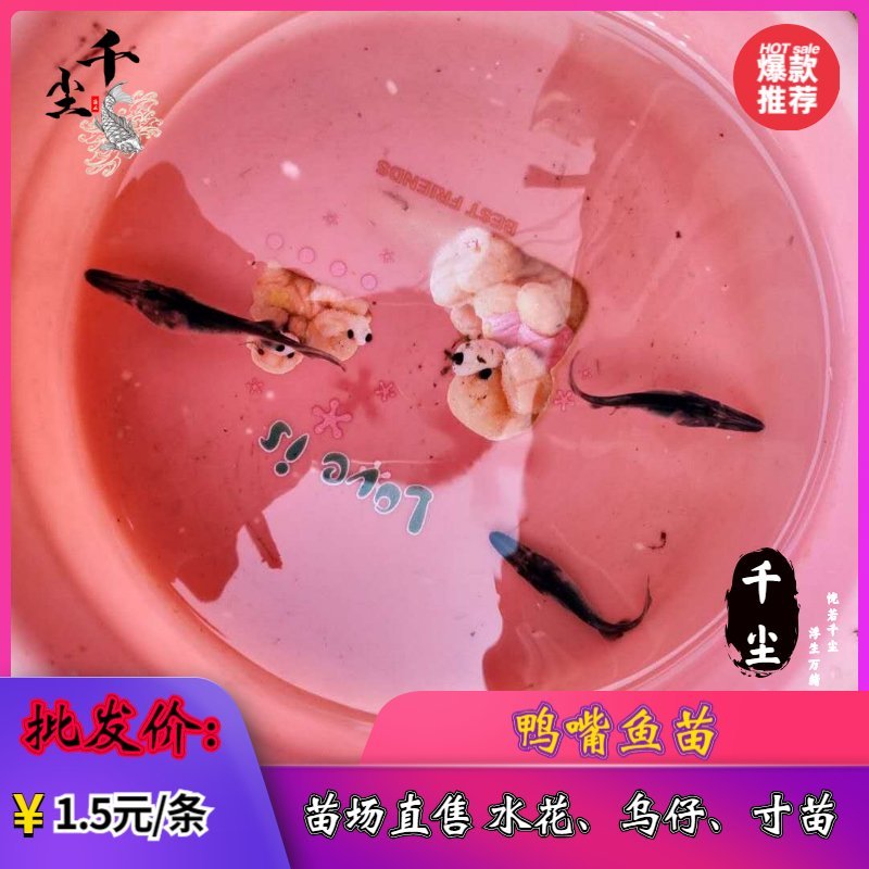 鸭嘴鱼鸭嘴鱼苗鸭嘴鱼苗场直供商品鸭嘴鱼