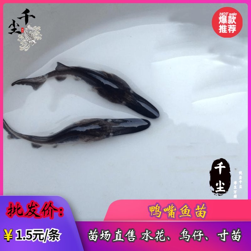 鸭嘴鱼鸭嘴鱼苗鸭嘴鱼苗场直供商品鸭嘴鱼