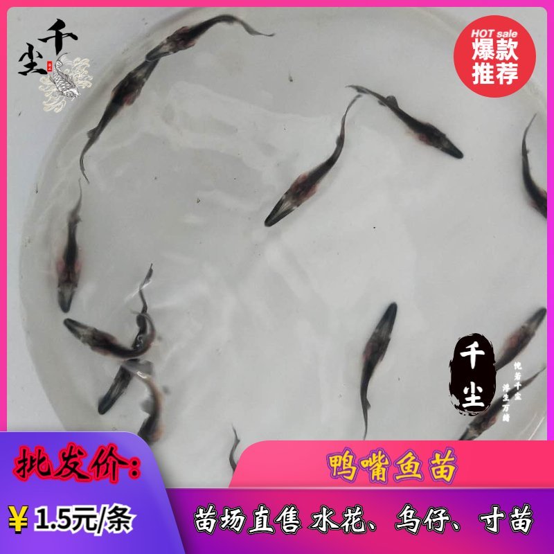 鸭嘴鱼鸭嘴鱼苗鸭嘴鱼苗场直供商品鸭嘴鱼