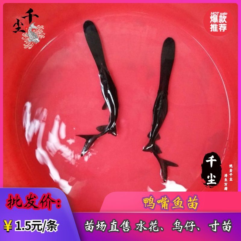 鸭嘴鱼鸭嘴鱼苗鸭嘴鱼苗场直供商品鸭嘴鱼