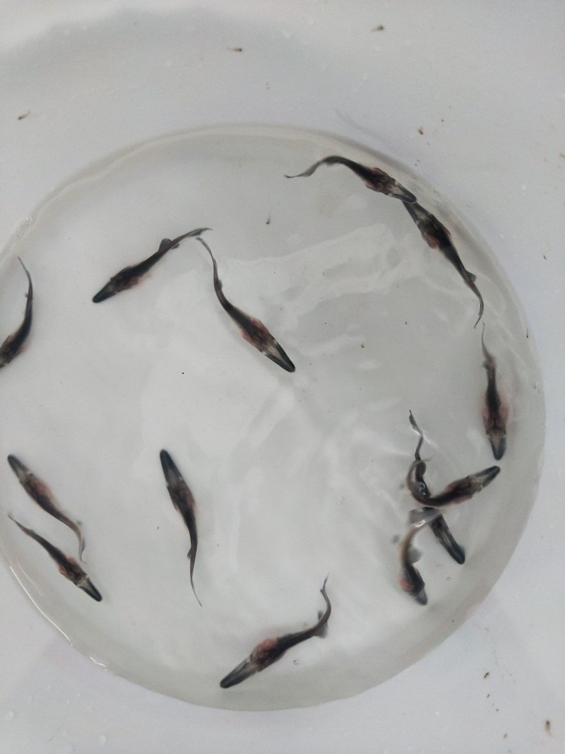 鸭嘴鱼鸭嘴鱼苗鸭嘴鱼苗场直供商品鸭嘴鱼