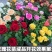 【精选好货】四季玫瑰苗10~20cm,成活率高,免费技术