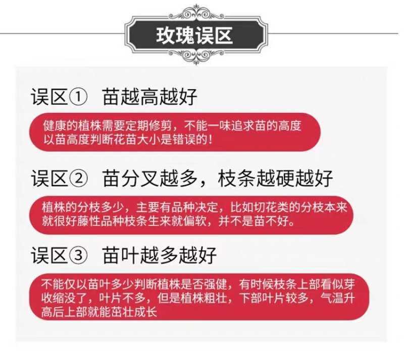 【精选好货】四季玫瑰苗10~20cm，成活率高，免费技术