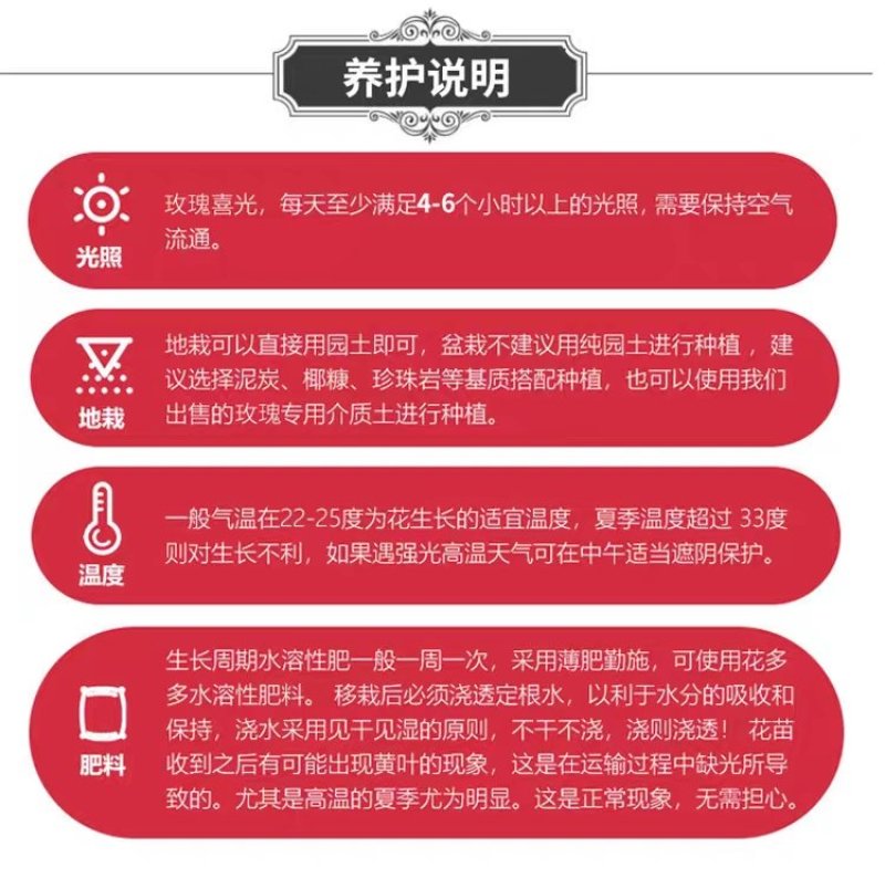 【精选好货】四季玫瑰苗10~20cm，成活率高，免费技术