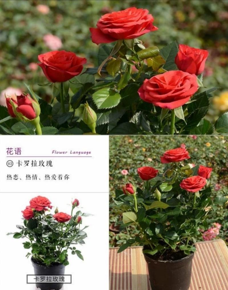 【精选好货】四季玫瑰苗10~20cm，成活率高，免费技术