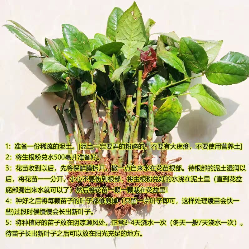 【精选好货】四季玫瑰苗10~20cm，成活率高，免费技术