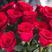 【红玫瑰苗】10~20cm根系发达，成活率高全国发货
