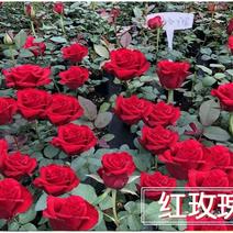 【红玫瑰苗】10~20cm根系发达，成活率高全国发货