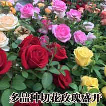 【假一赔十】云南玫瑰鲜花、鲜切花批发，新鲜直达，全国发货