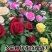 【假一赔十】云南玫瑰鲜花、鲜切花批发,新鲜直达,全国发货