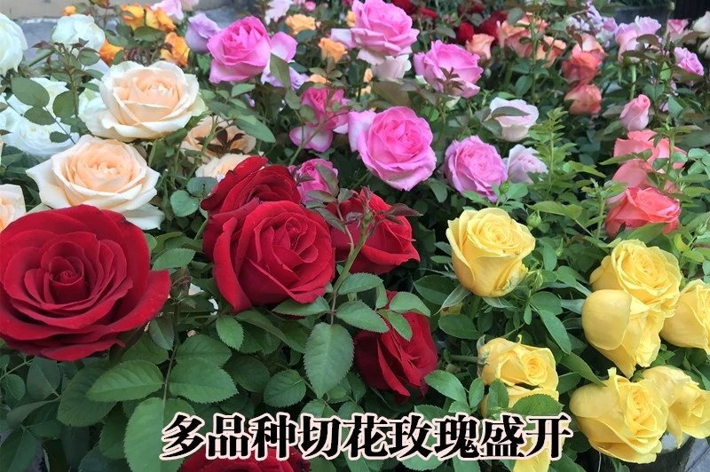 【假一赔十】云南玫瑰鲜花、鲜切花批发，新鲜直达，全国发货