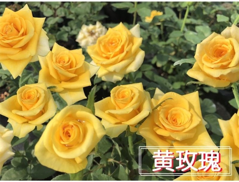 【假一赔十】云南玫瑰鲜花、鲜切花批发，新鲜直达，全国发货