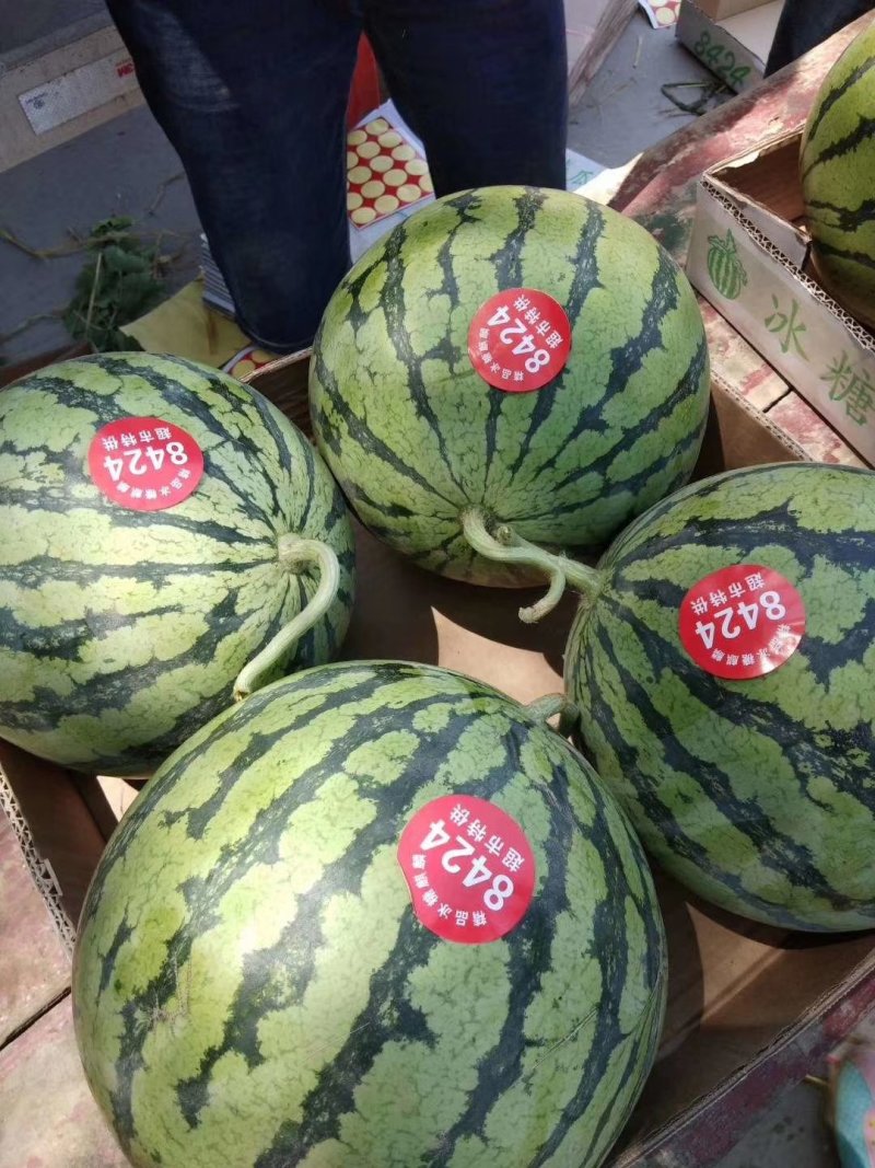 安徽砀山8424大量上市，口感好果型正