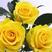 黄玫瑰苗【全国发货】10~20cm，新鲜直达，可视频看货