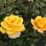 黄玫瑰苗【全国发货】10~20cm，新鲜直达，可视频看货