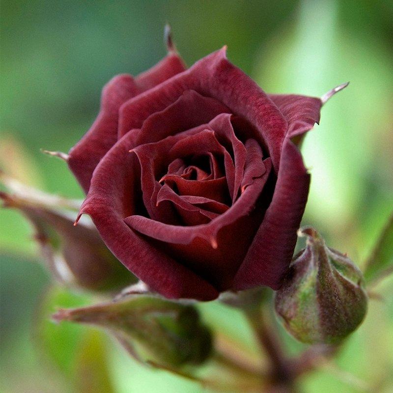 《精选好货》黑玫瑰苗10~20cm，产地一手货源，包成活