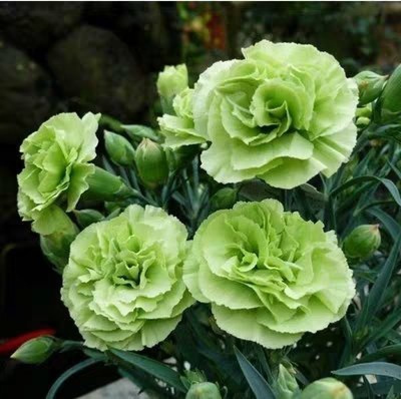 精选《康乃馨种苗》基地供货、花色齐全现挖现发、成活率高