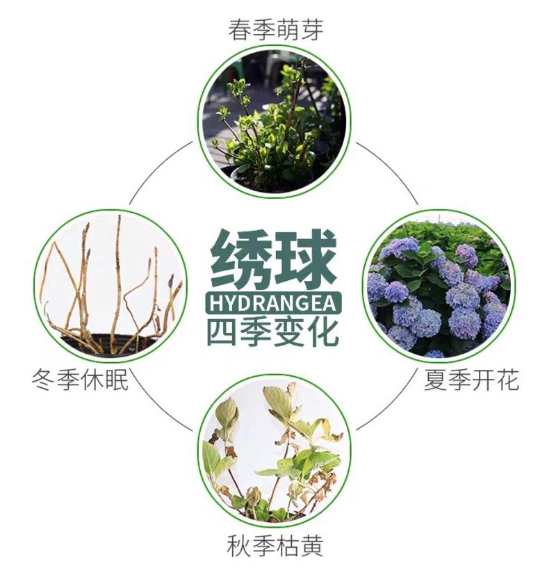 《基地发货》八仙花种苗，绣球花苗，无尽夏小苗，品种纯正