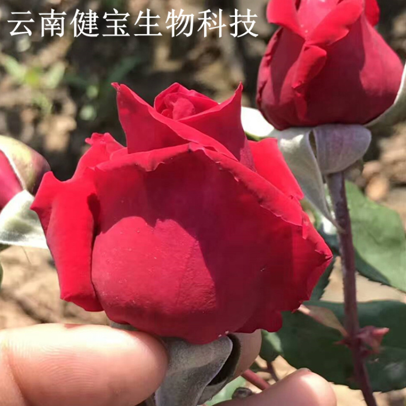 玫瑰花茶云南墨红玫瑰金边玫瑰花茶产地直供