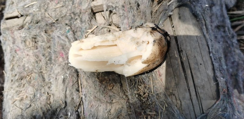 第二年优质莲藕，孔白，色白，藕圆，345的条子，肉质厚