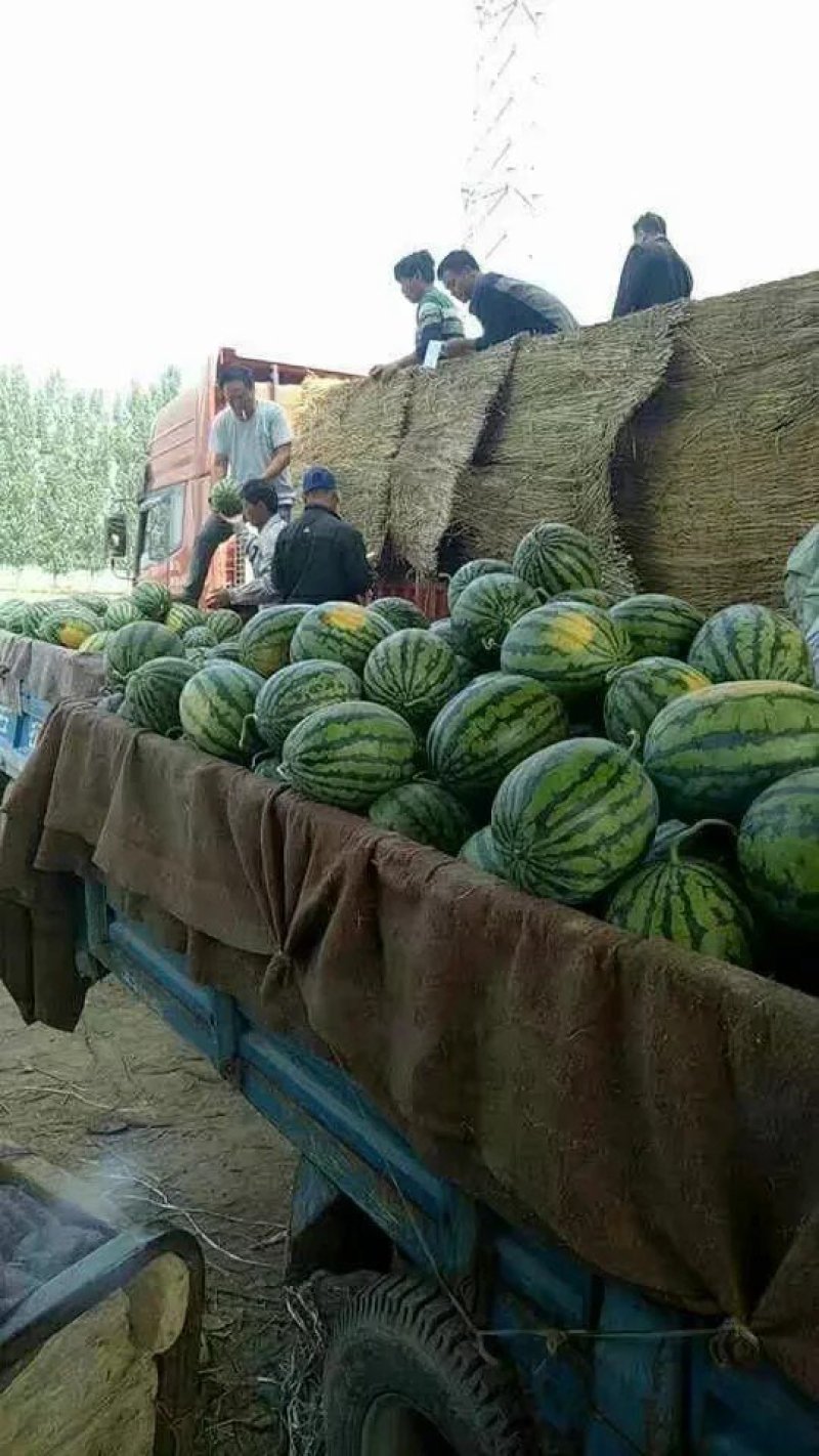 精品8424西瓜产地合作社直销诚信代办一手货源皮薄脆甜