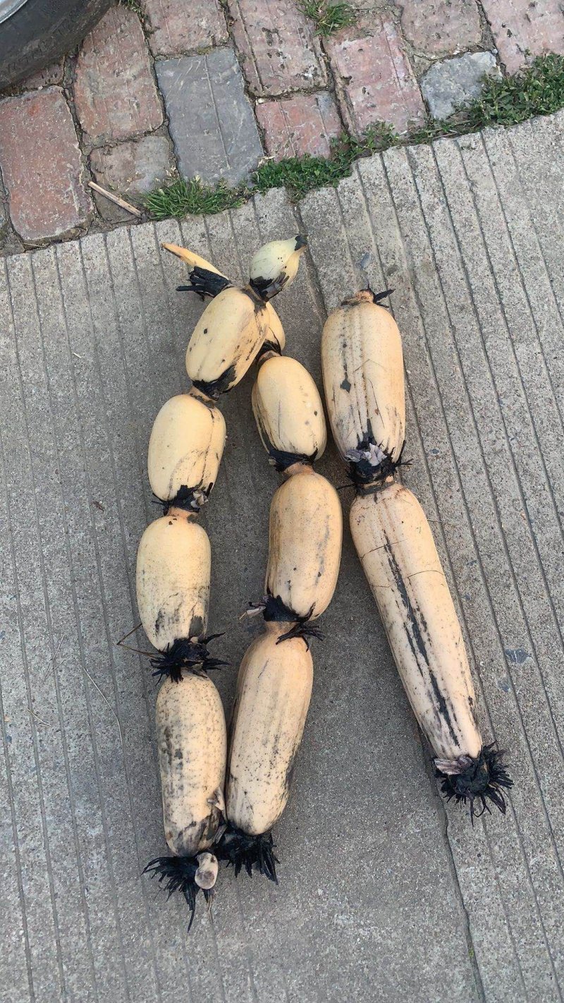 第二年优质莲藕，孔白，色白，藕圆，345的条子，肉质厚